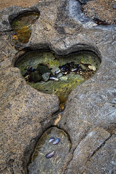 Alaska-Chichagof Island-Basket Bay Heart-shaped pool in rock